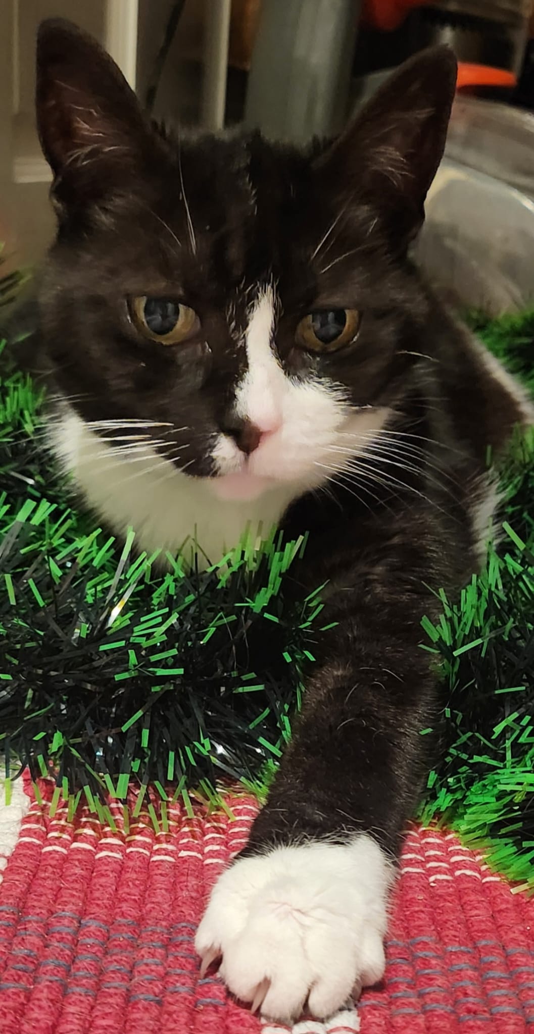 ๐ง๐ต๐ฒ ๐ณ๐ฒ๐๐๐ถ๐๐ฒ ๐๐ฒ๐ฎ๐๐ผ๐ป ๐ผ๐ณ๐๐ฒ๐ป ๐ฎ๐ฐ๐๐ ๐ฎ๐ ๐ฎ๐ป ๐ฎ๐บ๐ฝ๐น๐ถ๐ณ๐ถ๐ฒ๐ฟ.